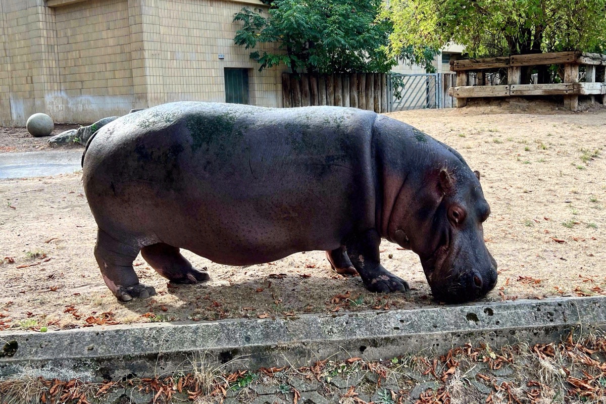 Flusspferd im Frankfurter Zoo